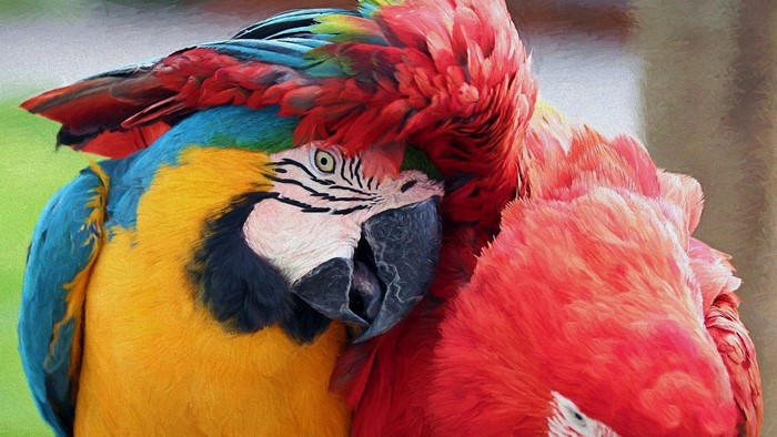Two colorful macaws cuddling