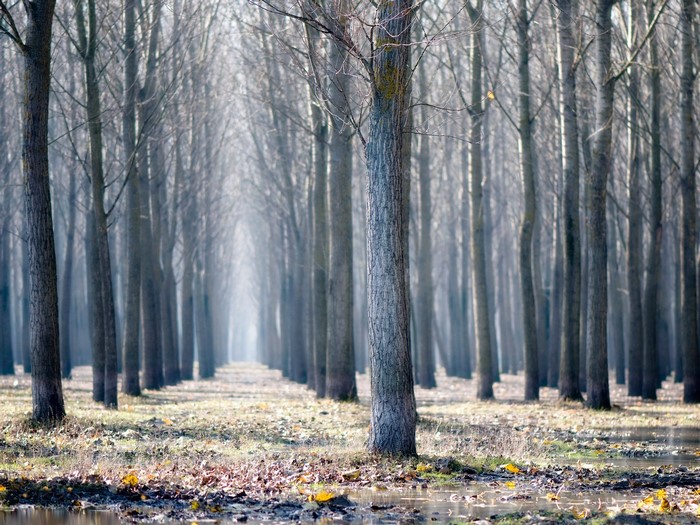 A misty forest path with bare trees in autumn