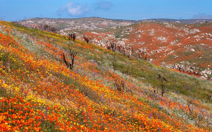 Field of wildflowers on a hillside