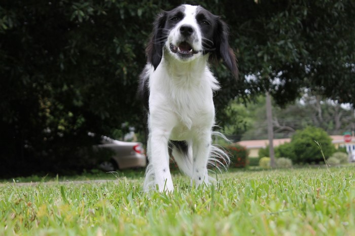 Black and white dog running on grass