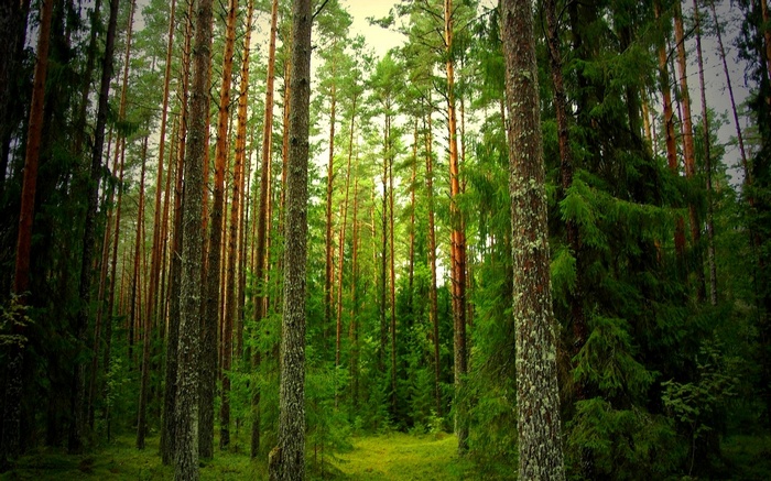 Tall pine trees in a dense forest