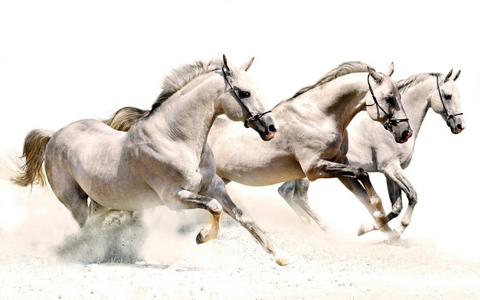 Three Galloping White Horses in Motion