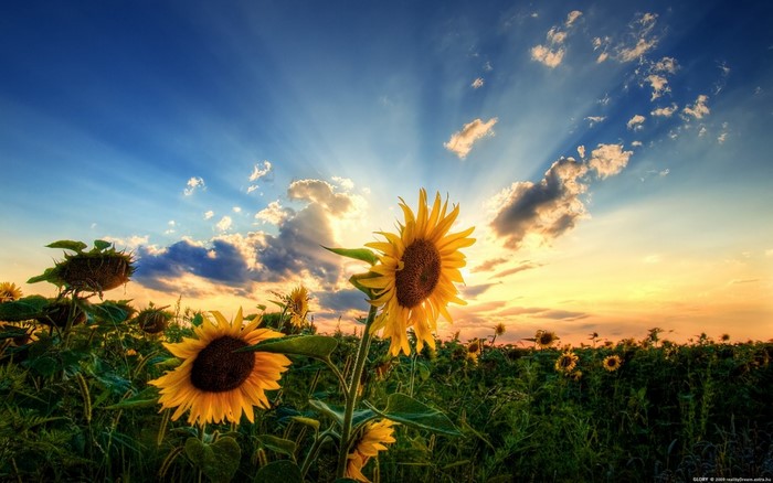 Sunset Over a Vibrant Sunflower Field