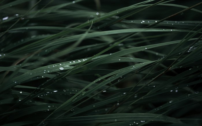 Close-up of wet green grass blades