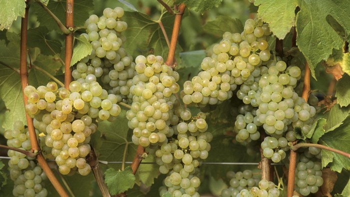 Green grapes on the vine