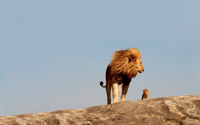 Lion and cub on a rocky outcrop