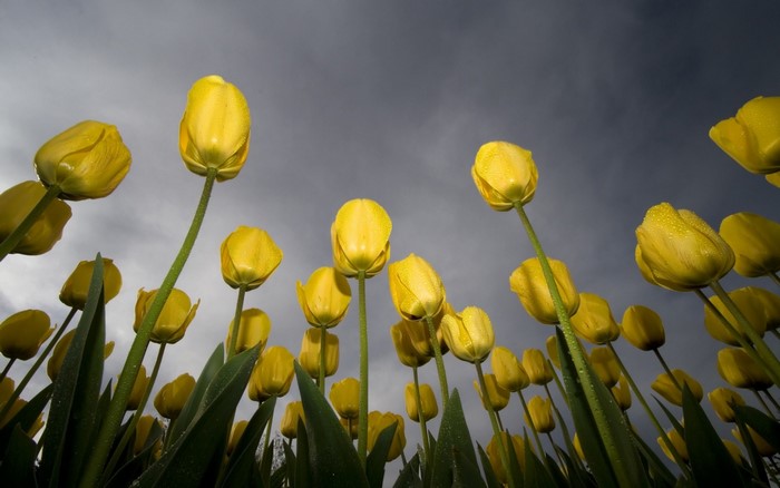 Yellow tulips with dew drops against a cloudy sky