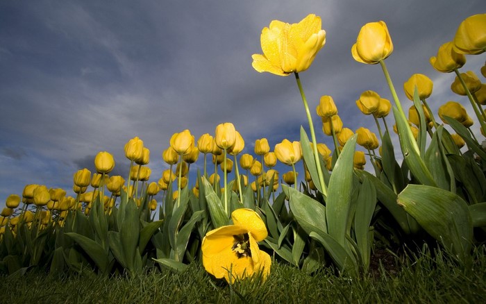 Bright Yellow Tulips Under Moody Sky