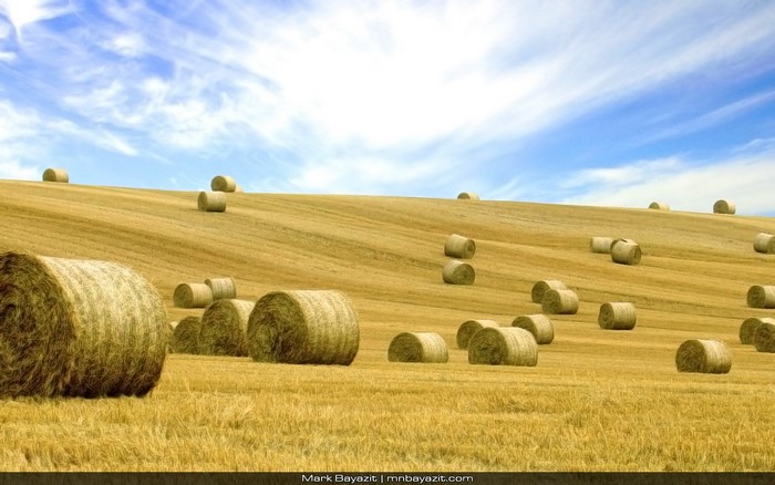 Hay bales on a harvested field under a blue sky