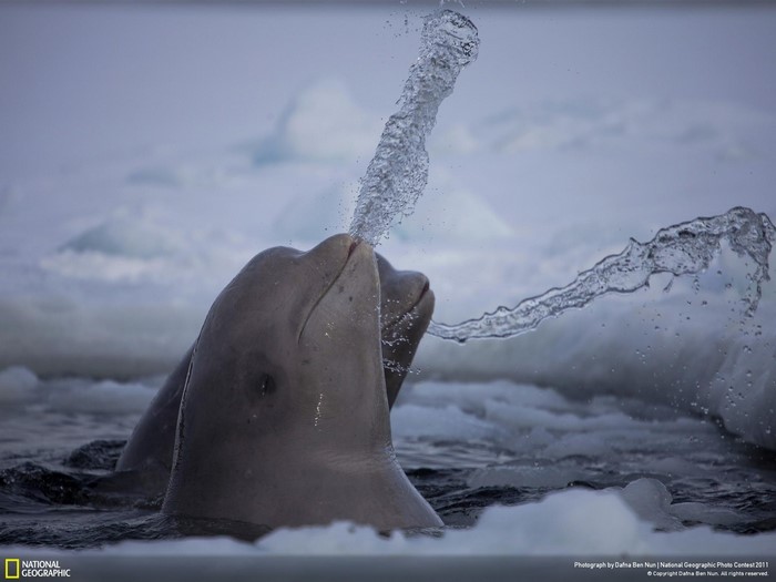 Beluga whales spouting water in icy Arctic waters