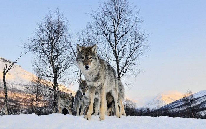 Wolves in a snowy landscape with bare trees