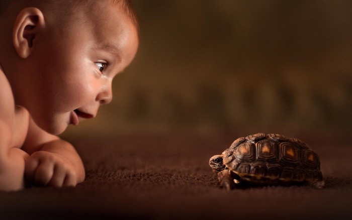 Baby looking at a tortoise
