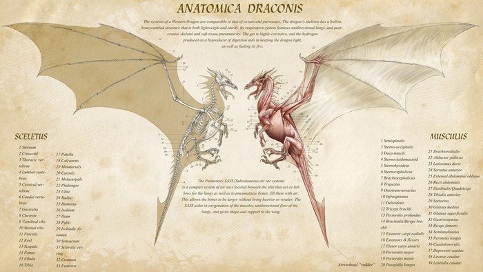Anatomica Draconis Dragon Anatomy Illustration