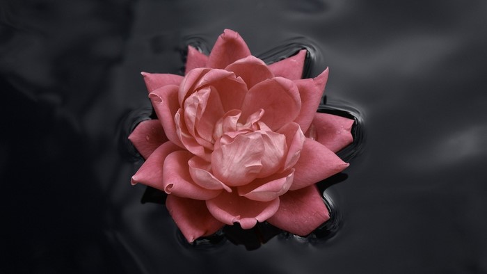 Pink Rose Blossom Floating on Dark Water