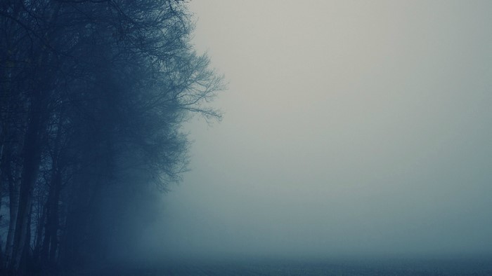 Trees in the fog at dawn
