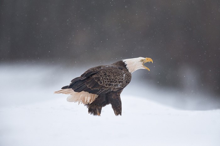 Majestic Bald Eagle in Snowy Landscape