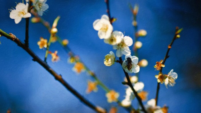 Bee on a blooming plum branch with blue background