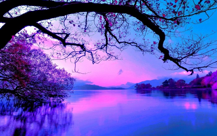 Tree branch over a lake at sunset