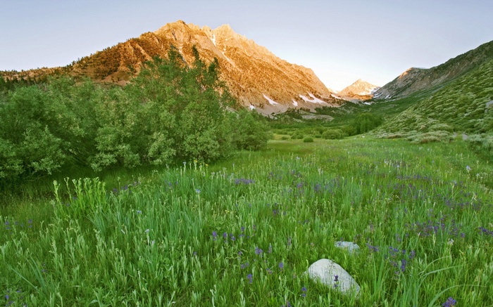 Mountain valley with wildflowers and trees