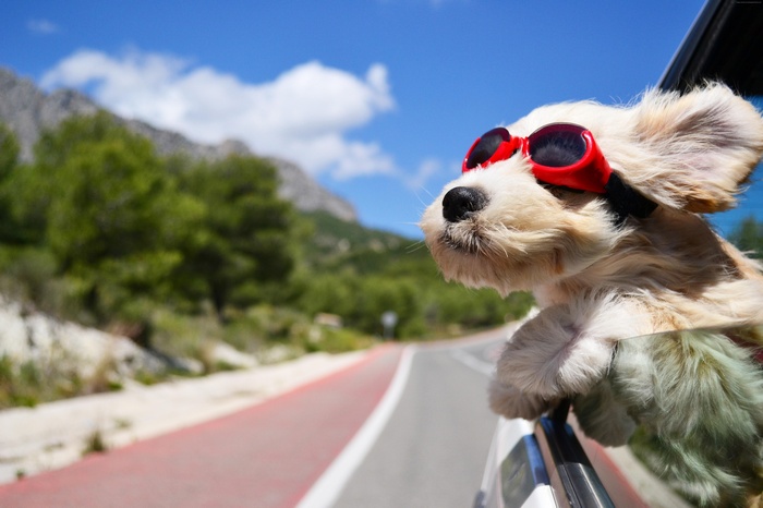 Dog wearing sunglasses in a car