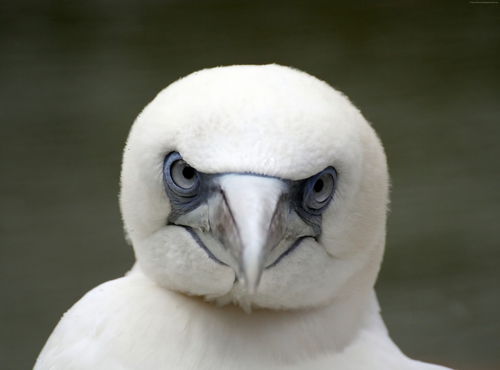 Close up of a white bird with blue eyes