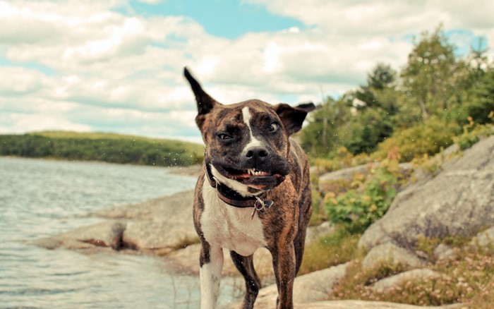 Brindle dog shaking water off by a lake
