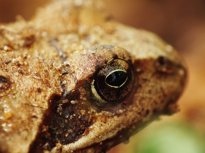 Close-up of a frog's eye and textured skin