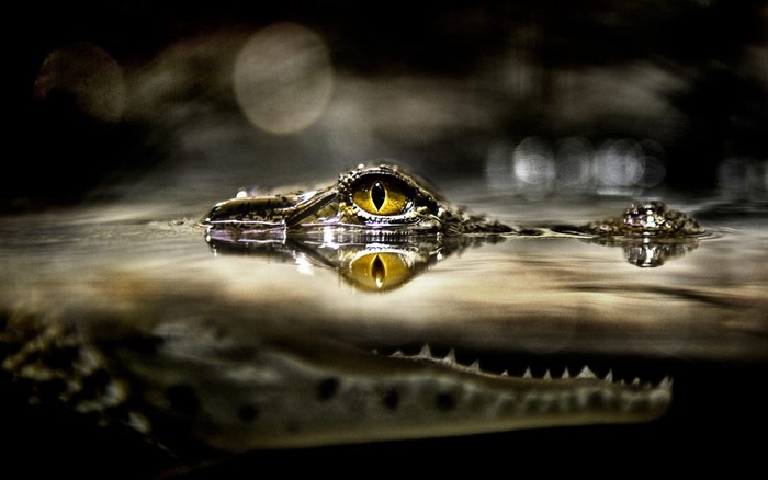 Close-up of a crocodile's eye reflected in dark water