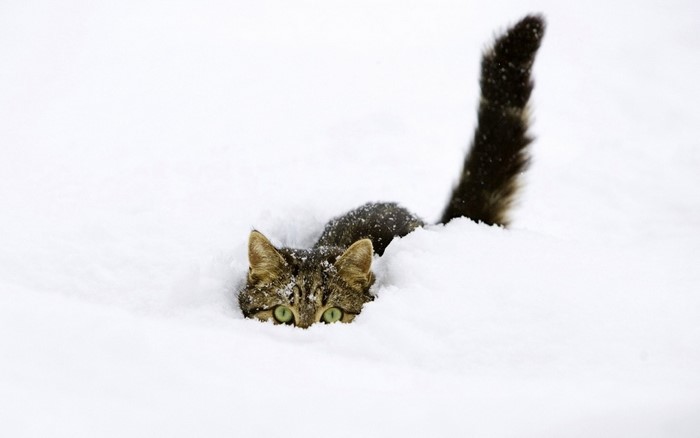 Cat peeking out of the snow