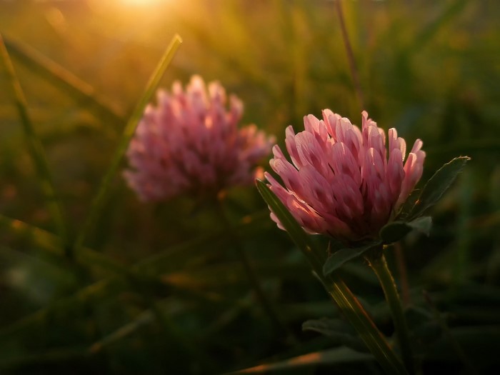 Pink clover flowers in sunset light