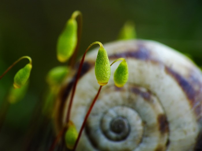 Moss sporophytes and snail shell macro photography