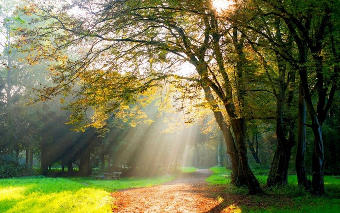 Sunlight filtering through trees onto a forest path