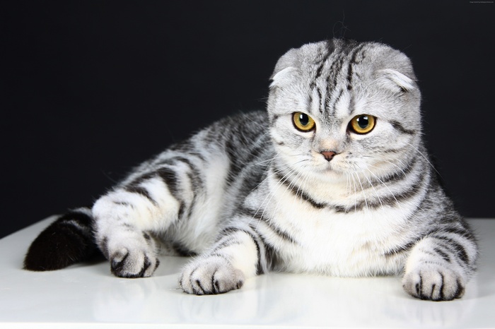 Scottish Fold cat with silver tabby markings