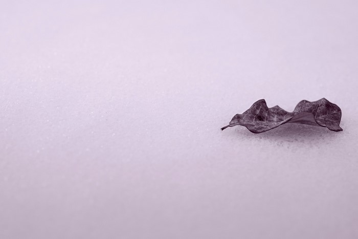 A single dry leaf on a white surface