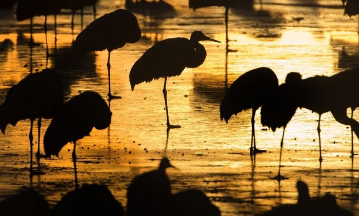 Silhouettes of birds in water at sunset