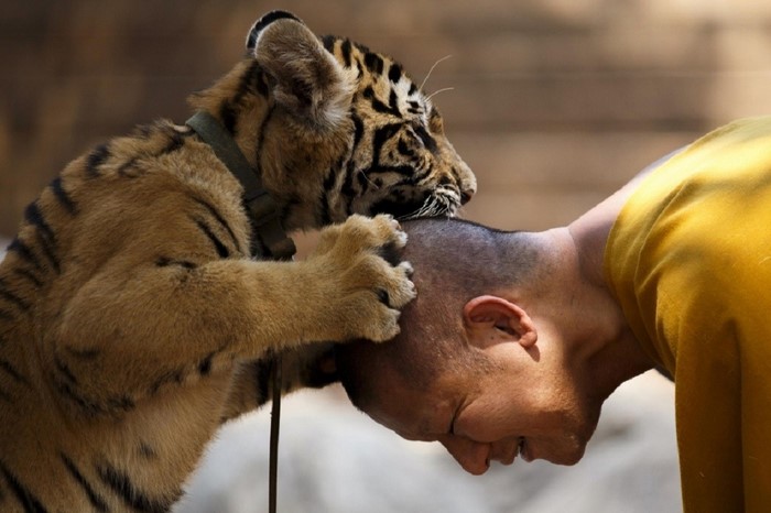 Tiger cub playing with a man