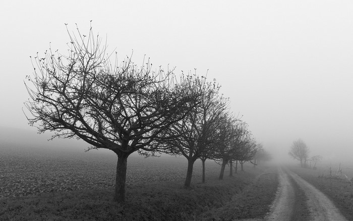Monochrome landscape with trees in fog