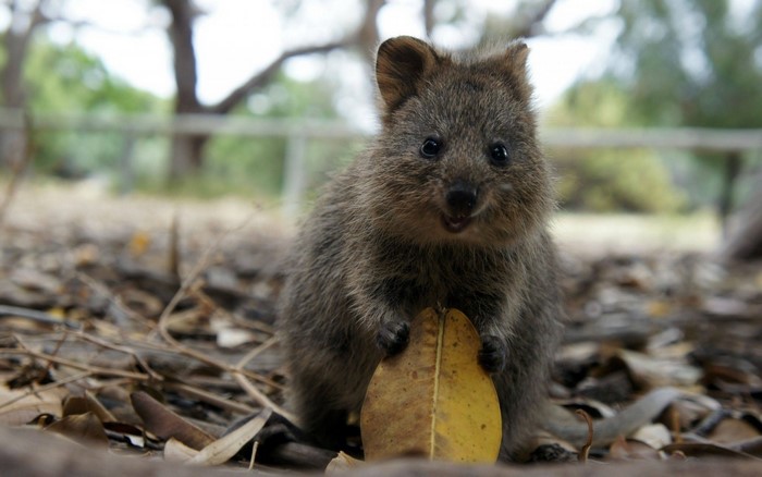 A quokka holds a yellow leaf in a forest setting