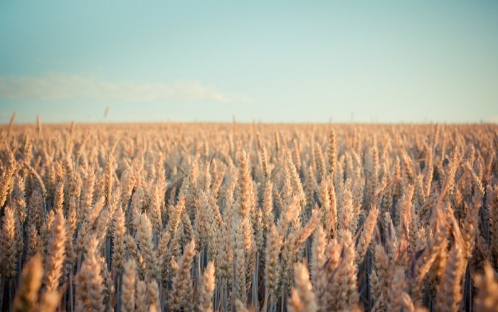 Wheat field under a clear sky at sunset