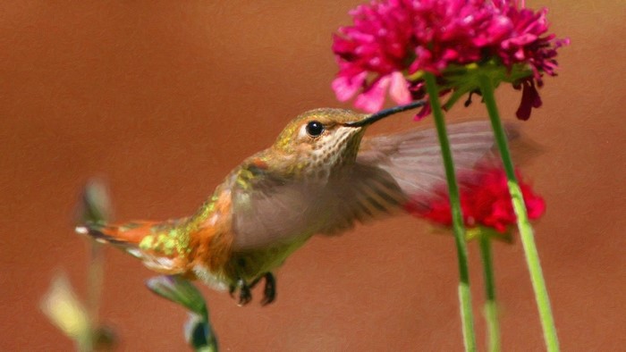 Hummingbird feeding on pink flower