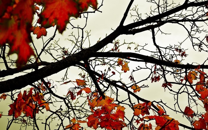Autumn tree branches with red and orange leaves