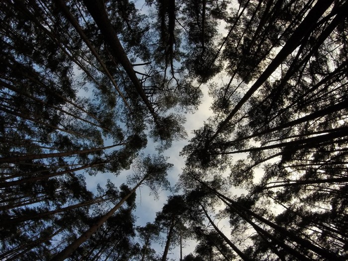 Looking up through tall pine trees towards the sky