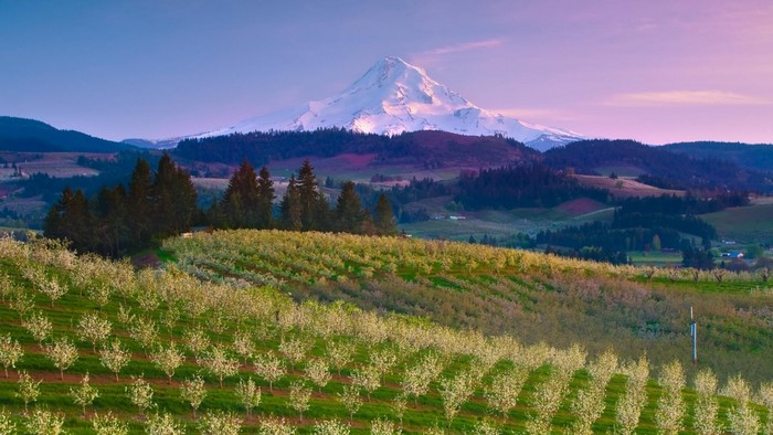 Orchard in bloom with snow-capped mountain in background