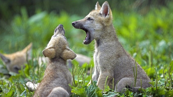 Two wolf pups playing in grass, one yawning