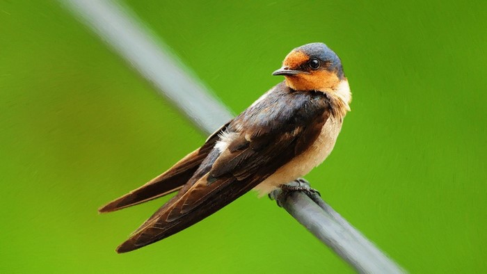 Close-Up of Perching Swallow on Wire