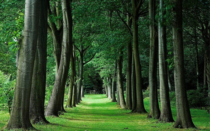 A pathway through a dense forest with tall trees