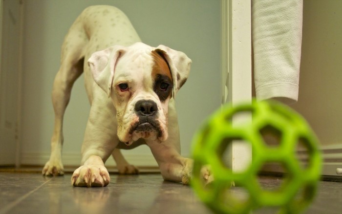 White boxer dog playing with a green ball