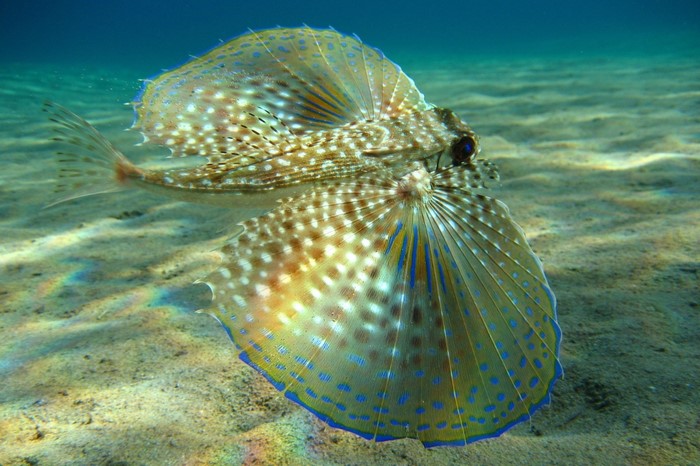 Colorful Flying Gurnard Fish Underwater