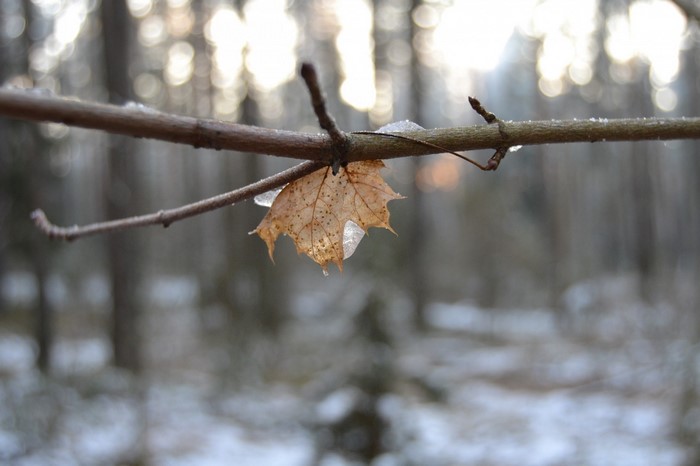 A single leaf hangs from a branch with ice in winter