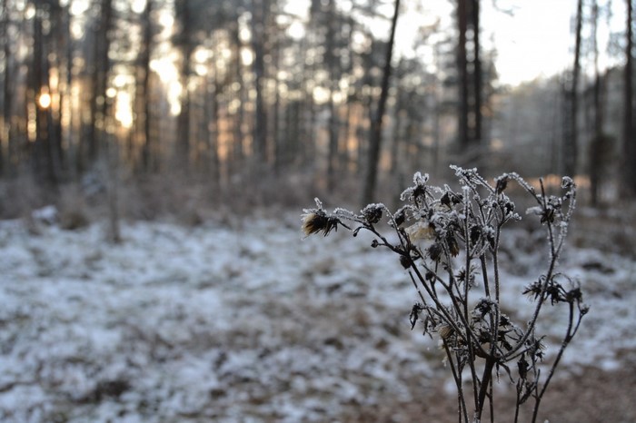 Frost-covered plant in a snowy forest at sunrise